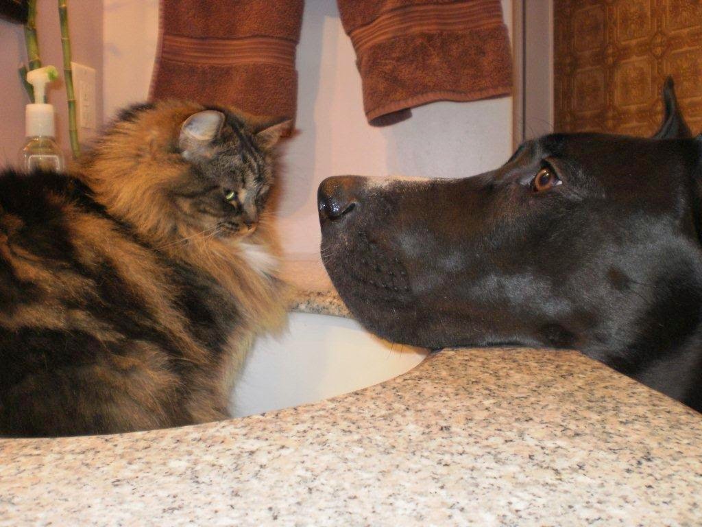 For Pets Sake | 168 Baltimore Rd, Winnipeg, MB R3L 1H3, Canada | Phone: (204) 885-2116