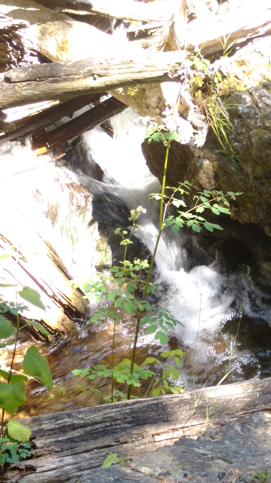 Feversham Gorge - Madeleine Graydon Memorial Conservation Area | 106 River Rd, Feversham, ON N0C 1C0, Canada | Phone: (519) 376-3076