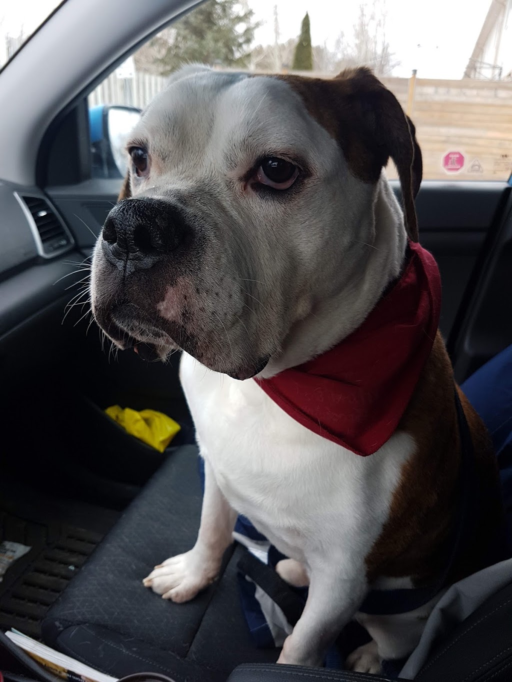 Mimis Pet Grooming | 2242 Foxmead Rd, Coldwater, ON L0K 1E0, Canada | Phone: (705) 238-2397