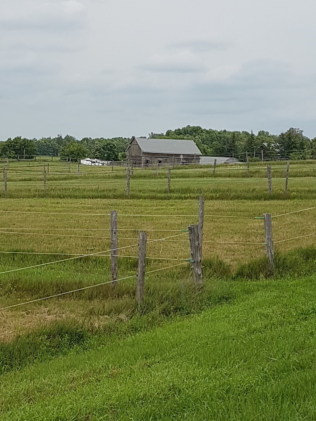 Serenity Lane Animal Sanctuary | 2556 N Asphodel 5th Line, Norwood, ON K0L 2V0, Canada | Phone: (905) 442-4632