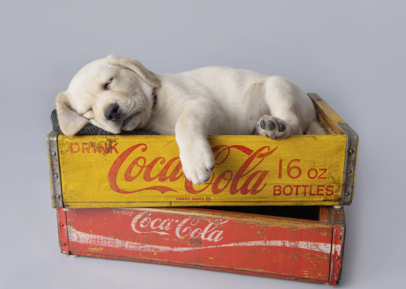 Pupcake Photography | 241 Willowridge Ct, Oakville, ON L6L 5J1, Canada | Phone: (905) 330-5393