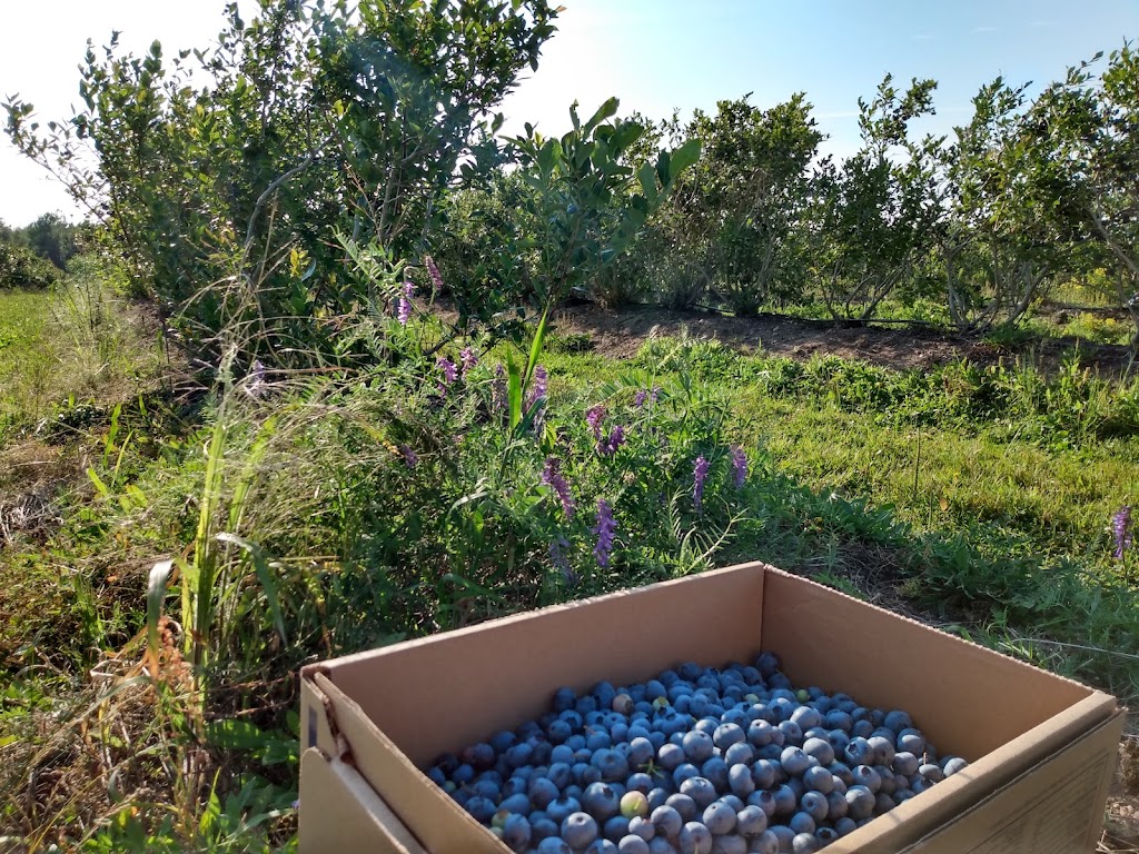 Ramsays Blueberries | 1081 NB-885, Petitcodiac, NB E4Z 4T7, Canada | Phone: (506) 750-1234