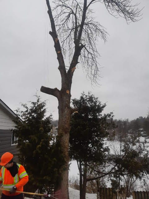 First Step Tree Consulting | 48 James Bay Junction Rd, Ontario, ON P2A 0B2, Canada | Phone: (705) 746-8451