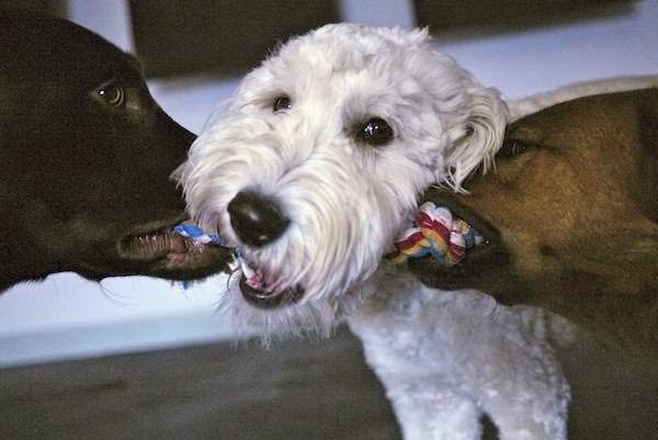 Back in the Pack Dog Daycare | 3131 68 St NW, Calgary, AB T3B 2J4, Canada | Phone: (403) 453-0913