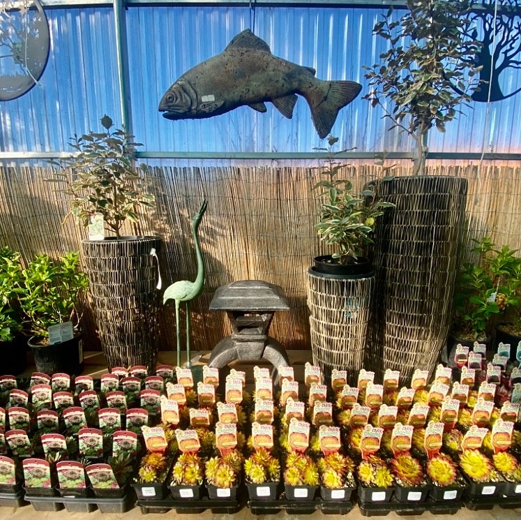 Black Creek Farm & Feed Supply | 2184 Lalum Rd, Black Creek, BC V9J 1H6, Canada | Phone: (250) 337-8922
