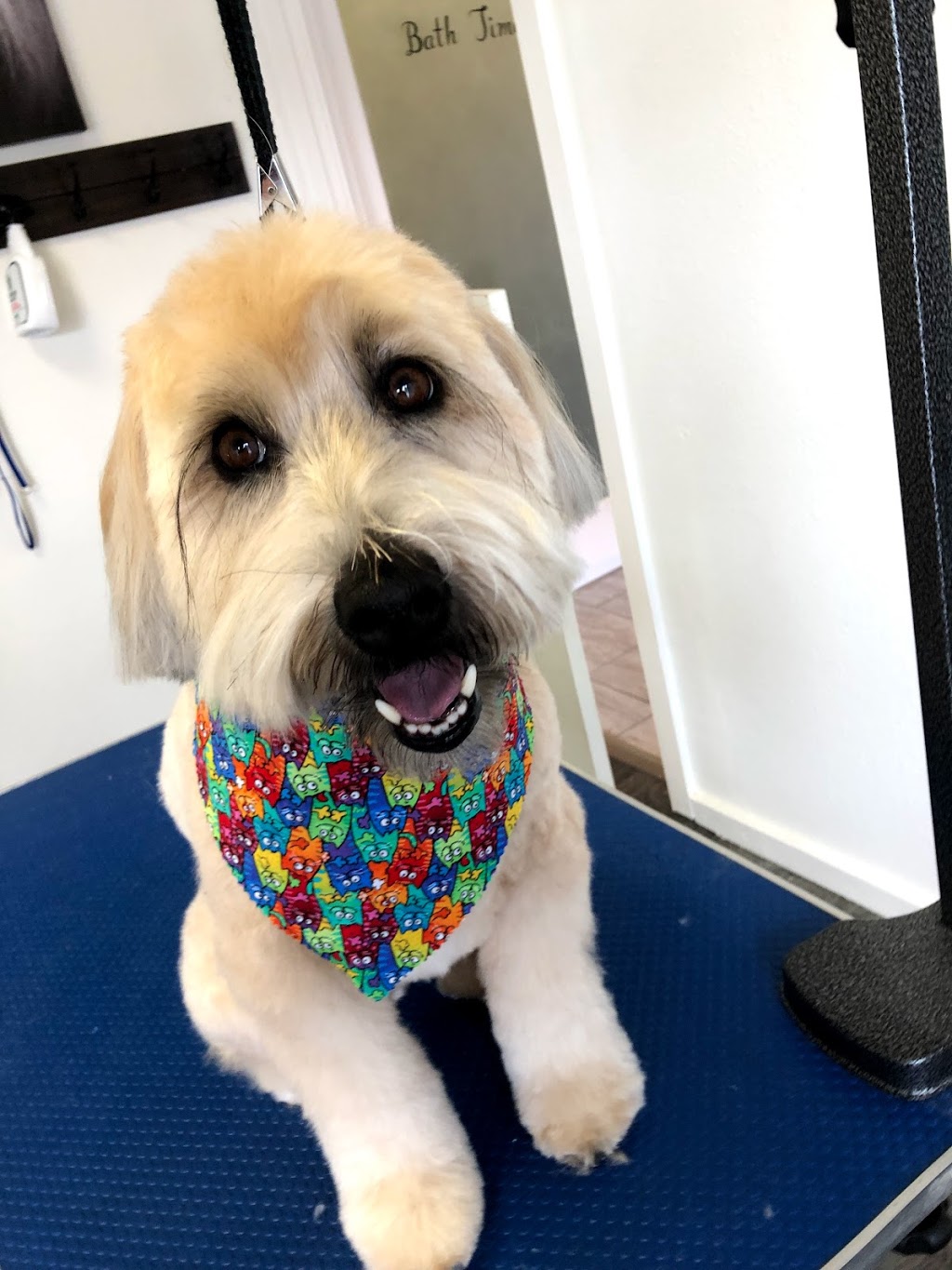 Skinny Dippers Pet Salon | 1941 Lake Whatcom Blvd, Bellingham, WA 98229, USA | Phone: (360) 393-4933