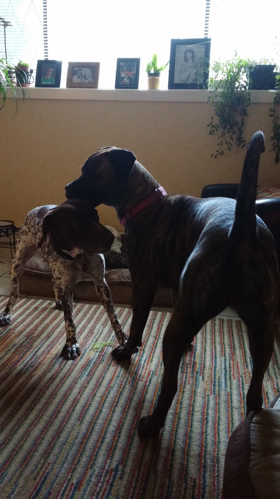 Alpha Dog House Training and Pet Care | 7923 Northwind Dr, Lantzville, BC V0R 2H0, Canada | Phone: (250) 618-1580