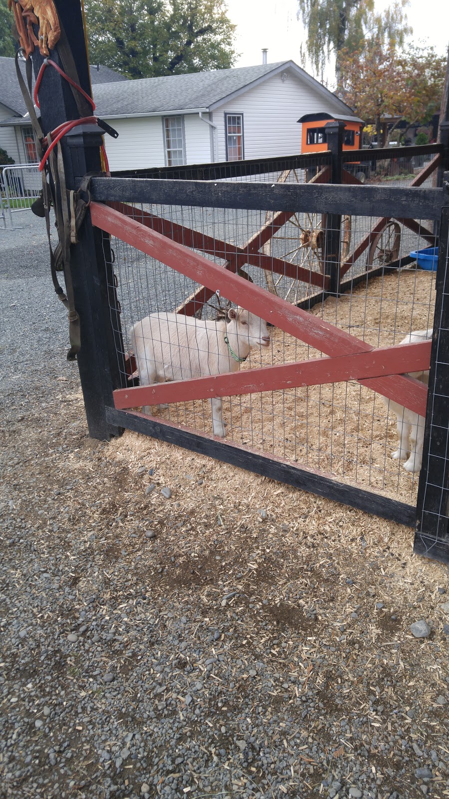 Peteys Pumpkin Patch | 9423 Gibson Rd, Chilliwack, BC V2P 6H4, Canada | Phone: (604) 792-8572
