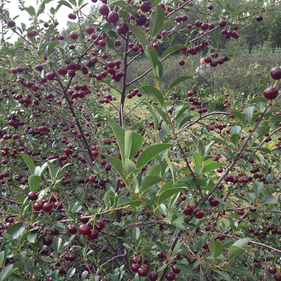 Prairie Berry Farm | 51220 Range Rd 213, Sherwood Park, AB T8G 1G1, Canada | Phone: (780) 662-7669