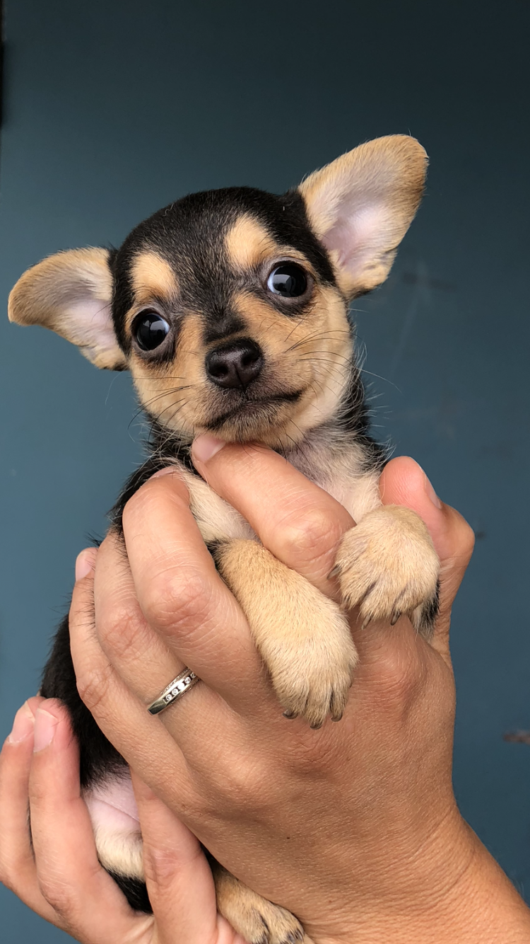 Clinique Vétérinaire St-Tite | 711 Sainte Geneviève, Saint-Tite, QC G0X 3H0, Canada | Phone: (418) 365-7302