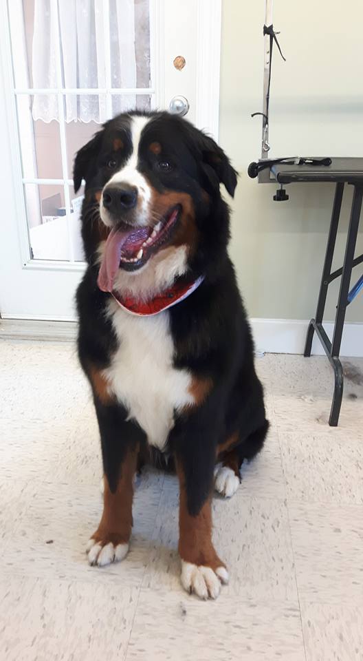 Darling Dogs Grooming | 1096 Main Rd, Shearwater, NS B0J 3A0, Canada | Phone: (902) 407-2435