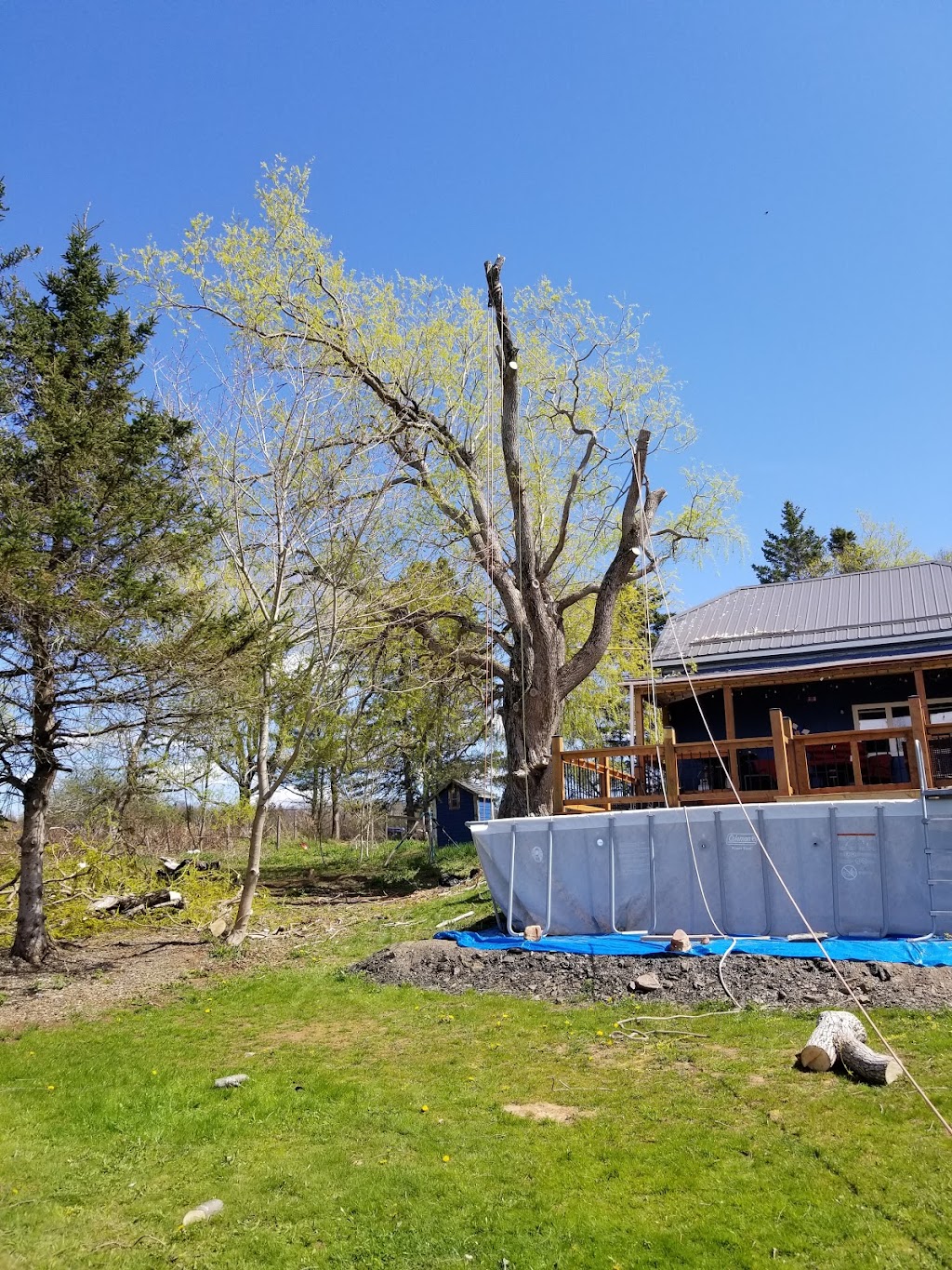 Shaded Tree Service | 10 Mountain Lee Rd, North River, NS B6L 6G8, Canada | Phone: (902) 890-2081