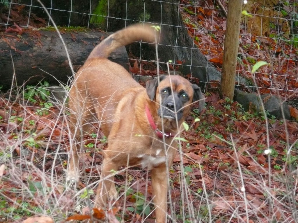 Island Canine Care | 4159 Cowichan Lake Rd, Duncan, BC V9L 6G8, Canada | Phone: (250) 715-8667