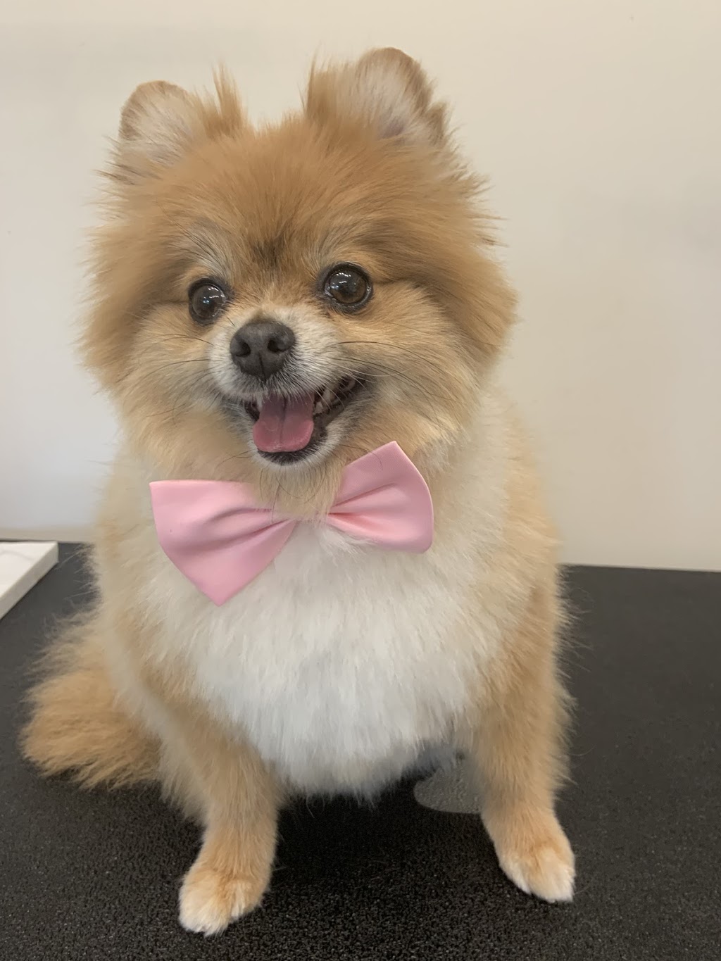 Beach Paws Dog Grooming | 5784 Bradbury Rd, Nanaimo, BC V9T 6R2, Canada | Phone: (250) 327-4882