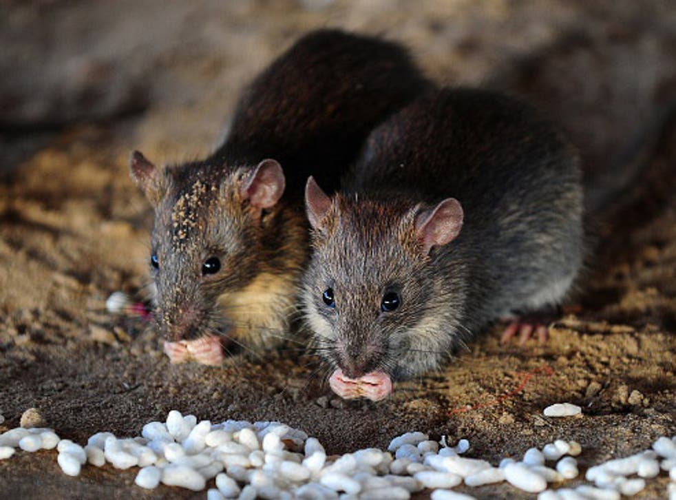 Active Pest Control Surrey/Langley | 8969 146 St, Surrey, BC V3R 3S7, Canada | Phone: (778) 695-7777