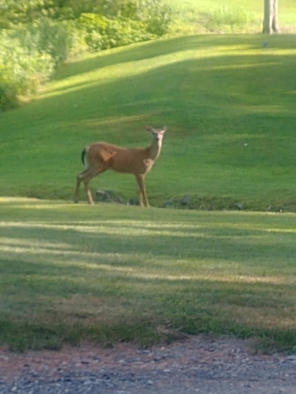 Lennoxville Golf Club | 19 Rue du Golf, Sherbrooke, QC J1M 2E6, Canada | Phone: (819) 562-4922