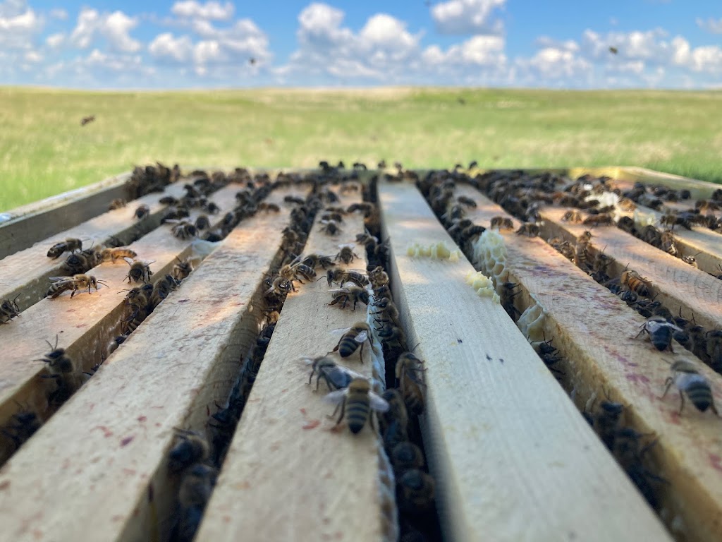 Box H Farm | SW 5-3-18 W2nd, Gladmar, SK S0C 1A0, Canada | Phone: (306) 815-7191