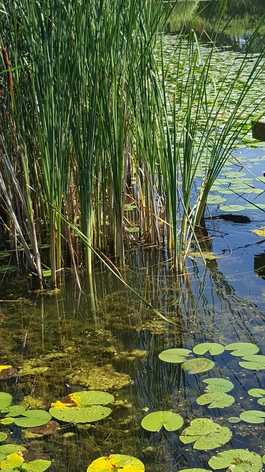Chippawa Creek Conservation Area | 74646 Regional Rd 45, Wellandport, ON L0R 2J0, Canada | Phone: (905) 386-6387