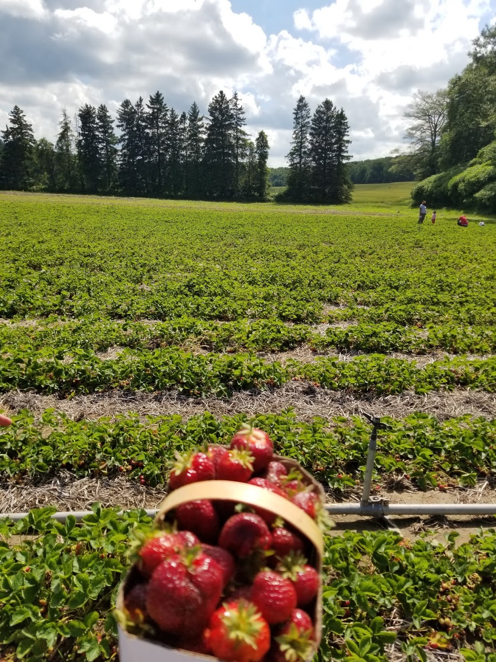 Stonehaven Farm Market | 7388 Guelph Line, Campbellville, ON L0P 1B0, Canada | Phone: (905) 878-1870