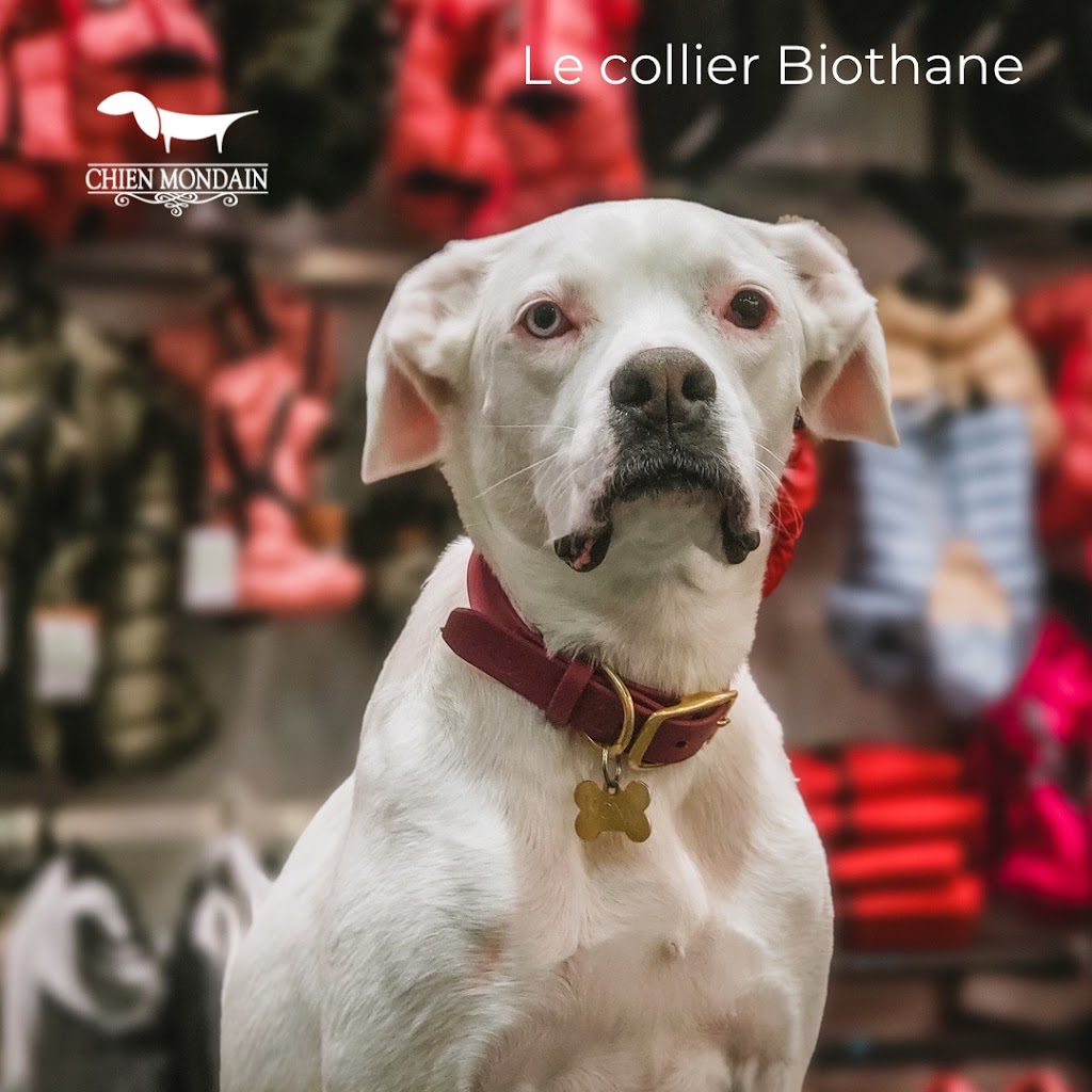 Chien Mondain - Mode Canine | 2600 Boulevard Laurier, Place de la Cité, Québec, QC G1V 4T3, Canada | Phone: (418) 527-2226
