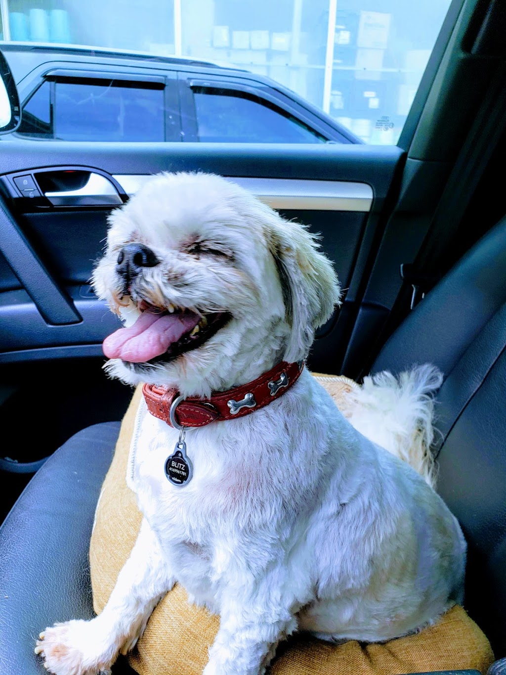 Spencers Grooming | 6423 Hwy 89, Alliston, ON L9R 1V8, Canada | Phone: (705) 435-5400