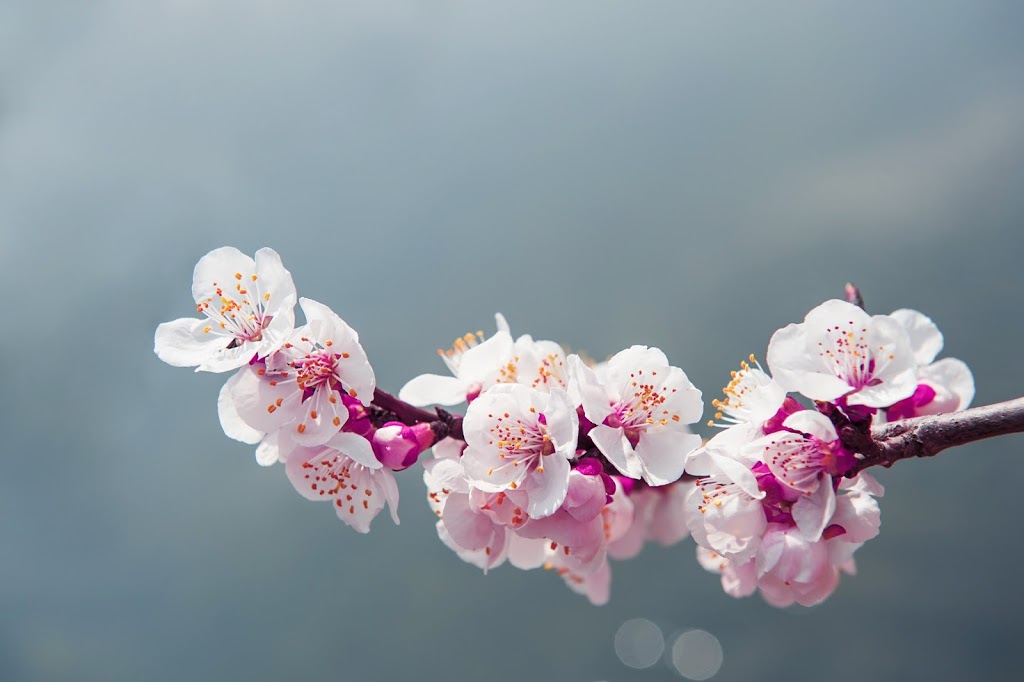 Sakura Medical Centre | 215 Delta Park Blvd #8, Brampton, ON L6T 0H9, Canada | Phone: (905) 494-0111