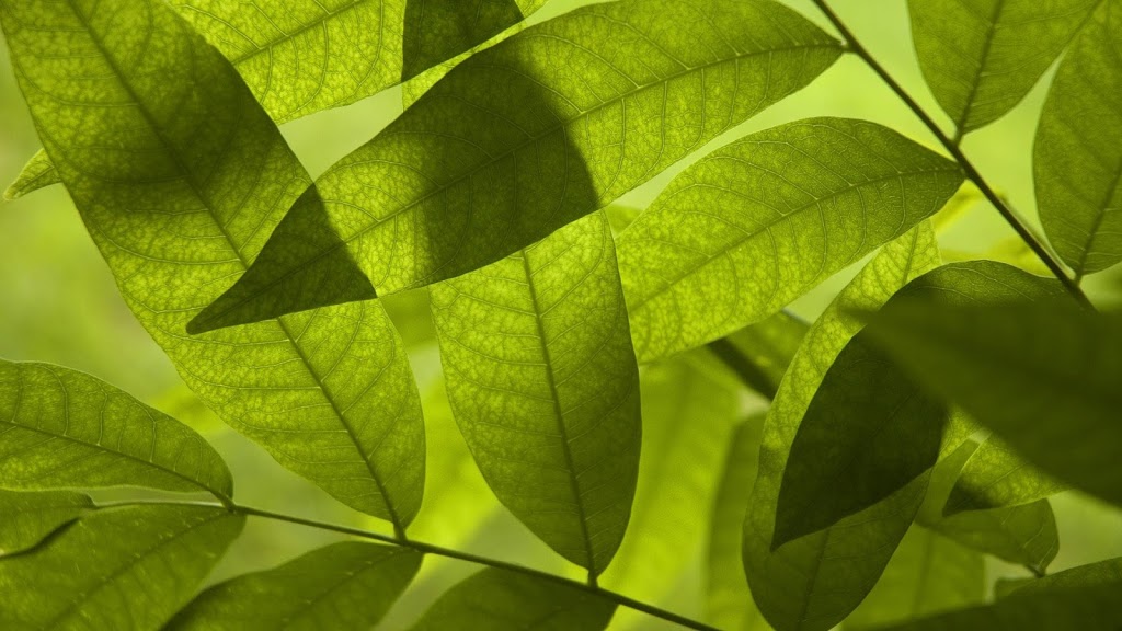Willow-Ray Healing | 28 Cardigan St, Guelph, ON N1H 3Y2, Canada | Phone: (519) 829-0983