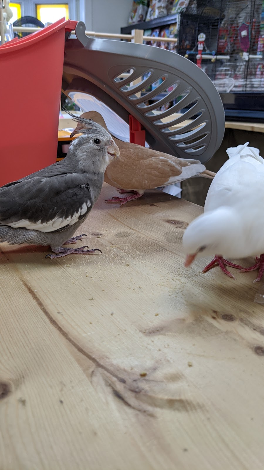 Loisellerie Animalerie | Trois-Rivières, QC G8T 6G6, Canada | Phone: (819) 909-6006