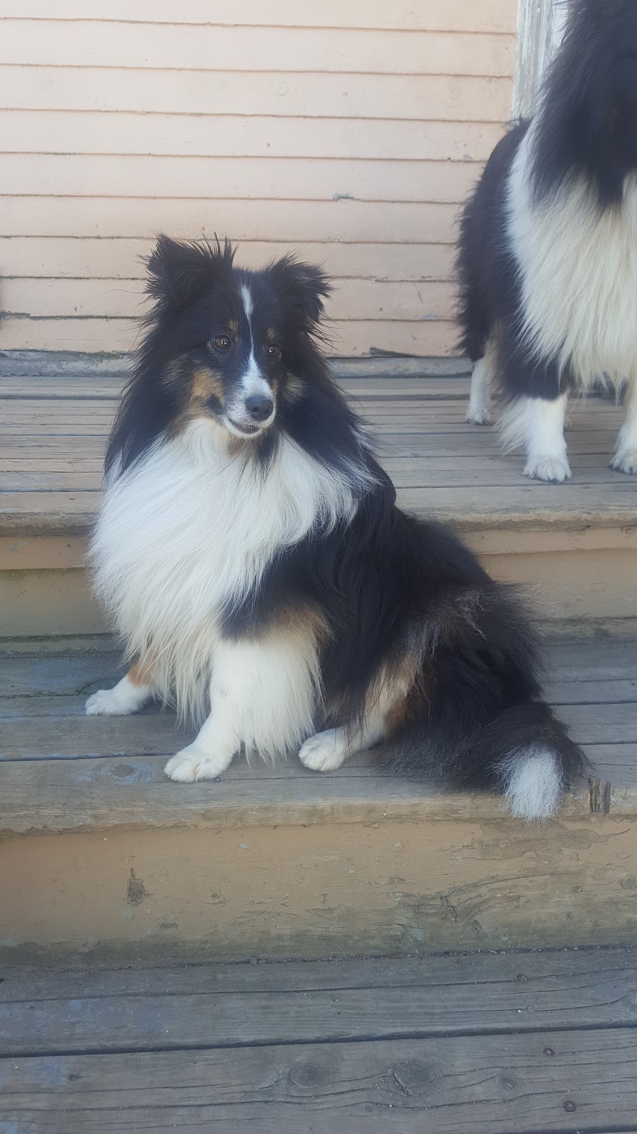 R&H Shelties & Pet Grooming | 148 Granville St, Bridgetown, NS B0S 1C0, Canada | Phone: (902) 588-2016