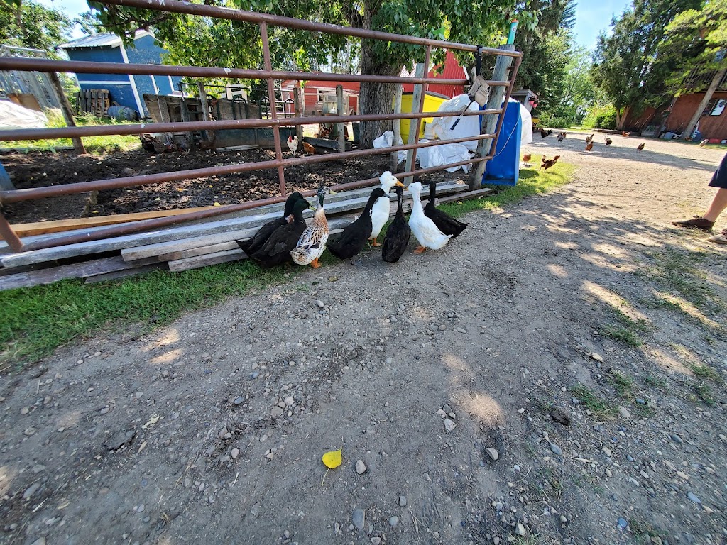 Holmehus Antiques | Range Road 282, Red Deer County, AB T0M 0J0, Canada | Phone: (403) 347-0516