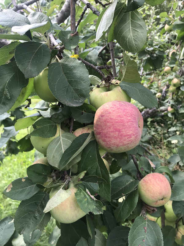 Recolte Sauvage (sur rendez-vous seulement) | 1339 Chem. de Lanaudière, Saint-Didace, QC J0K 2G0, Canada | Phone: (514) 882-3306