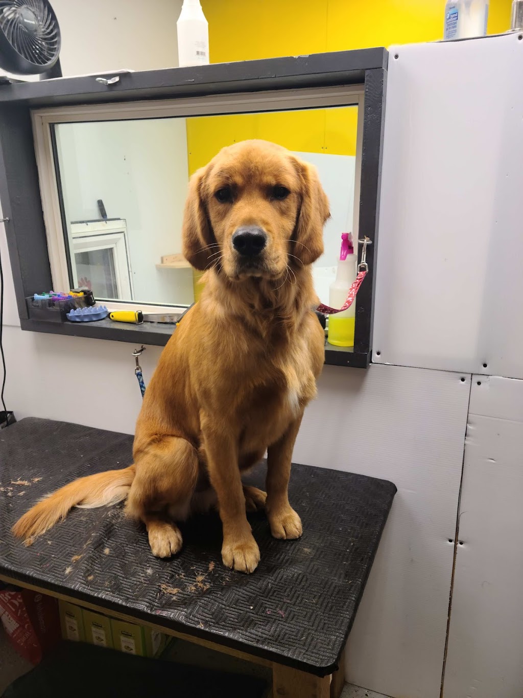 Nikkitas Dog Grooming (westpark) | 40 Wellington Pl, Fort Saskatchewan, AB T8L 0G2, Canada | Phone: (780) 667-5683