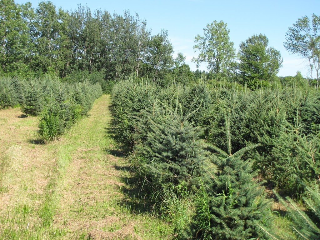 Evergreen Acres Landscape and Christmas Trees | 431 Inman Rd, Dunnville, ON N1A 2W5, Canada | Phone: (905) 981-9464