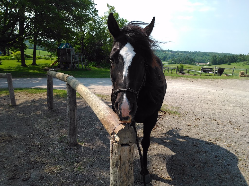 Maple Crescent Farm | 9741 County Rd 10, Campbellcroft, ON L0A 1B0, Canada | Phone: (905) 797-2598