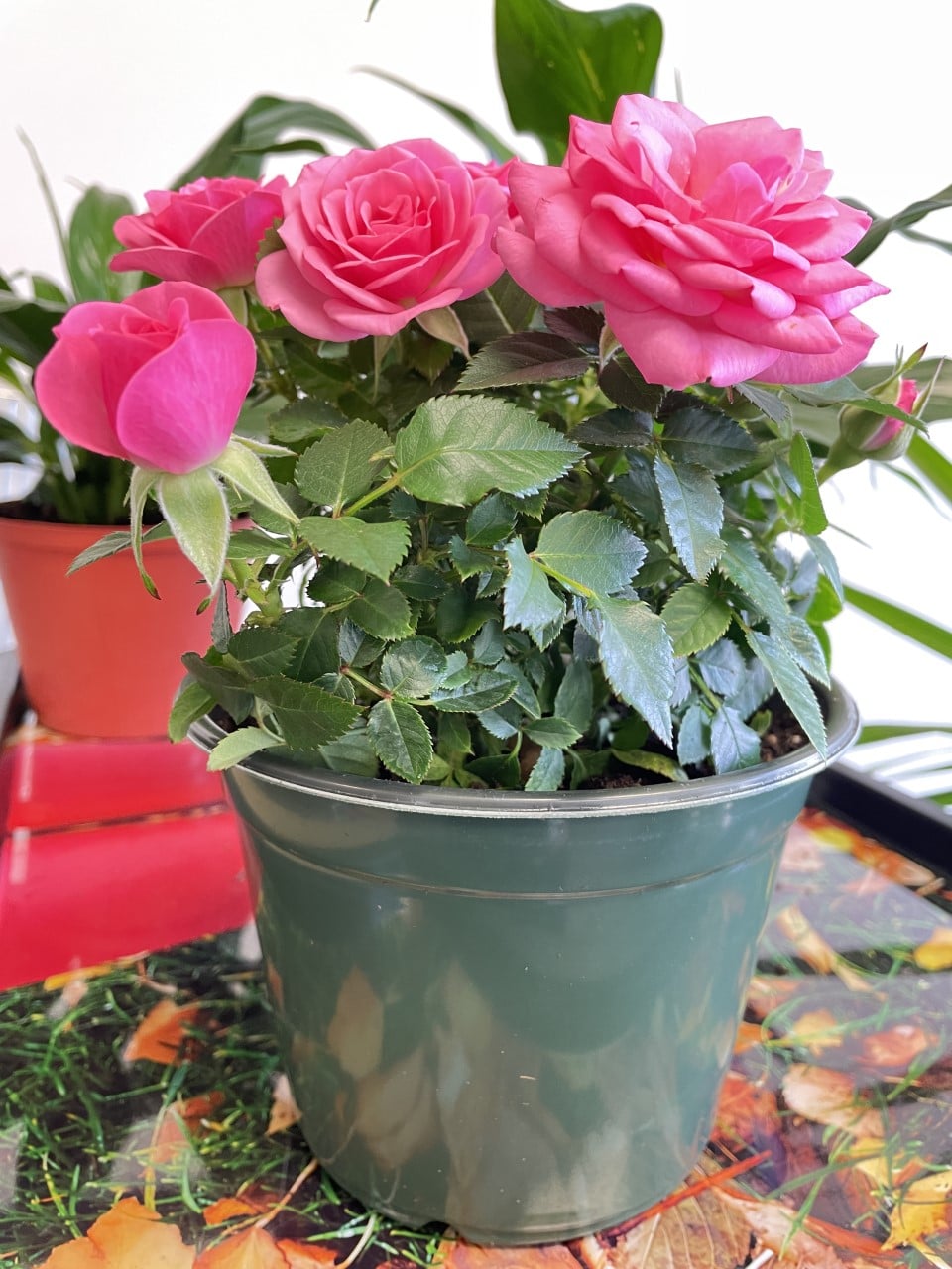 Davids Garden & Flower | 360 Water St, Summerside, PE C1N 1C4, Canada | Phone: (782) 377-4833