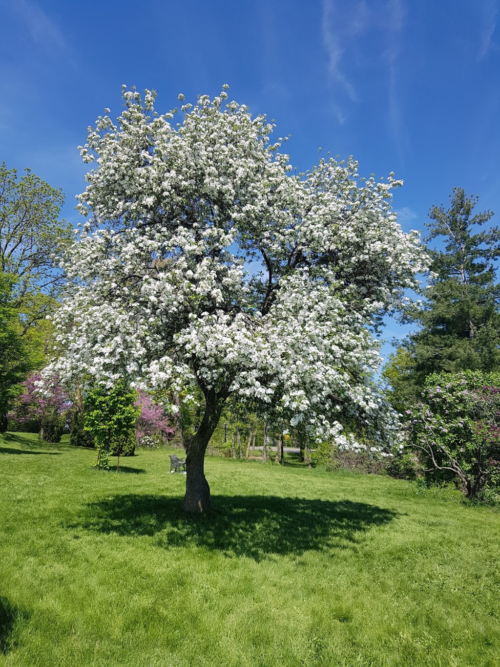 Centennial Lilac Garden | 14004 Niagara Pkwy, Niagara Falls, ON L2E, Canada