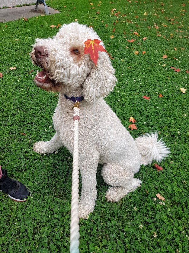 K9s In The 6 | 606 Pape Ave, Toronto, ON M4K 3R8, Canada | Phone: (647) 569-8231