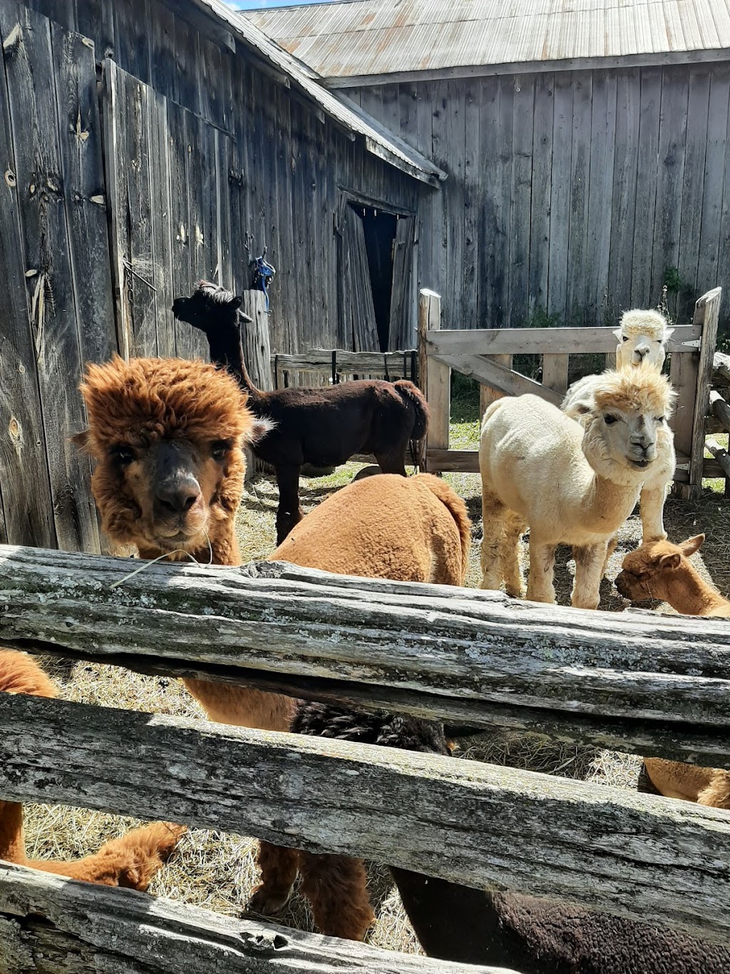 Wanderlight Alpaca Experience | 874 Lynchs Rock Rd, Lakefield, ON K0L 2H0, Canada | Phone: (705) 652-0987