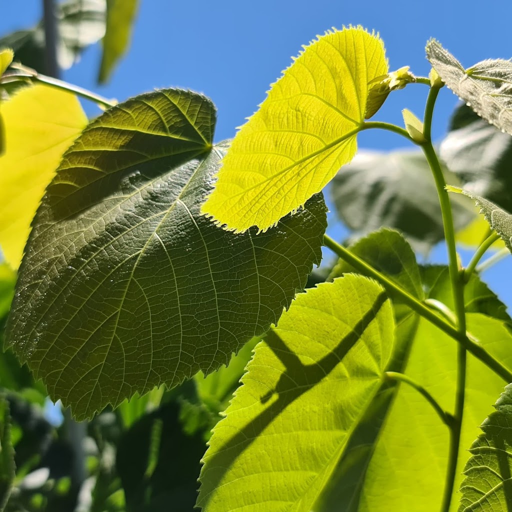 Winkelmolen Nursery | 148 Lynden Rd, Lynden, ON L0R 1T0, Canada | Phone: (519) 647-3912