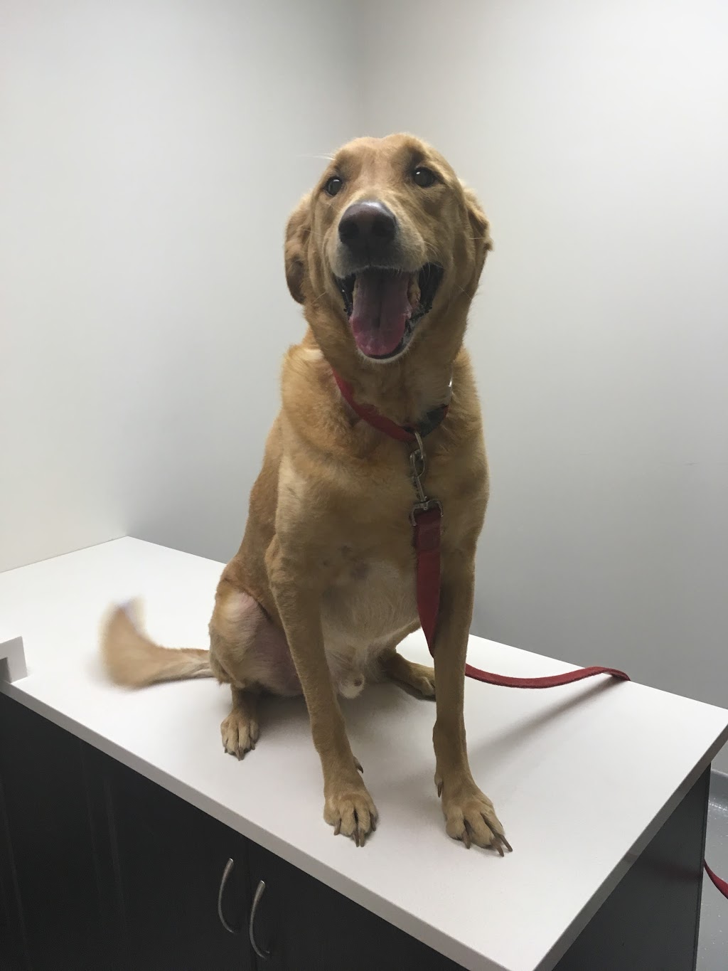 Forest Veterinary Clinic | 6378 Townsend Line, Forest, ON N0N 1J0, Canada | Phone: (519) 786-2306