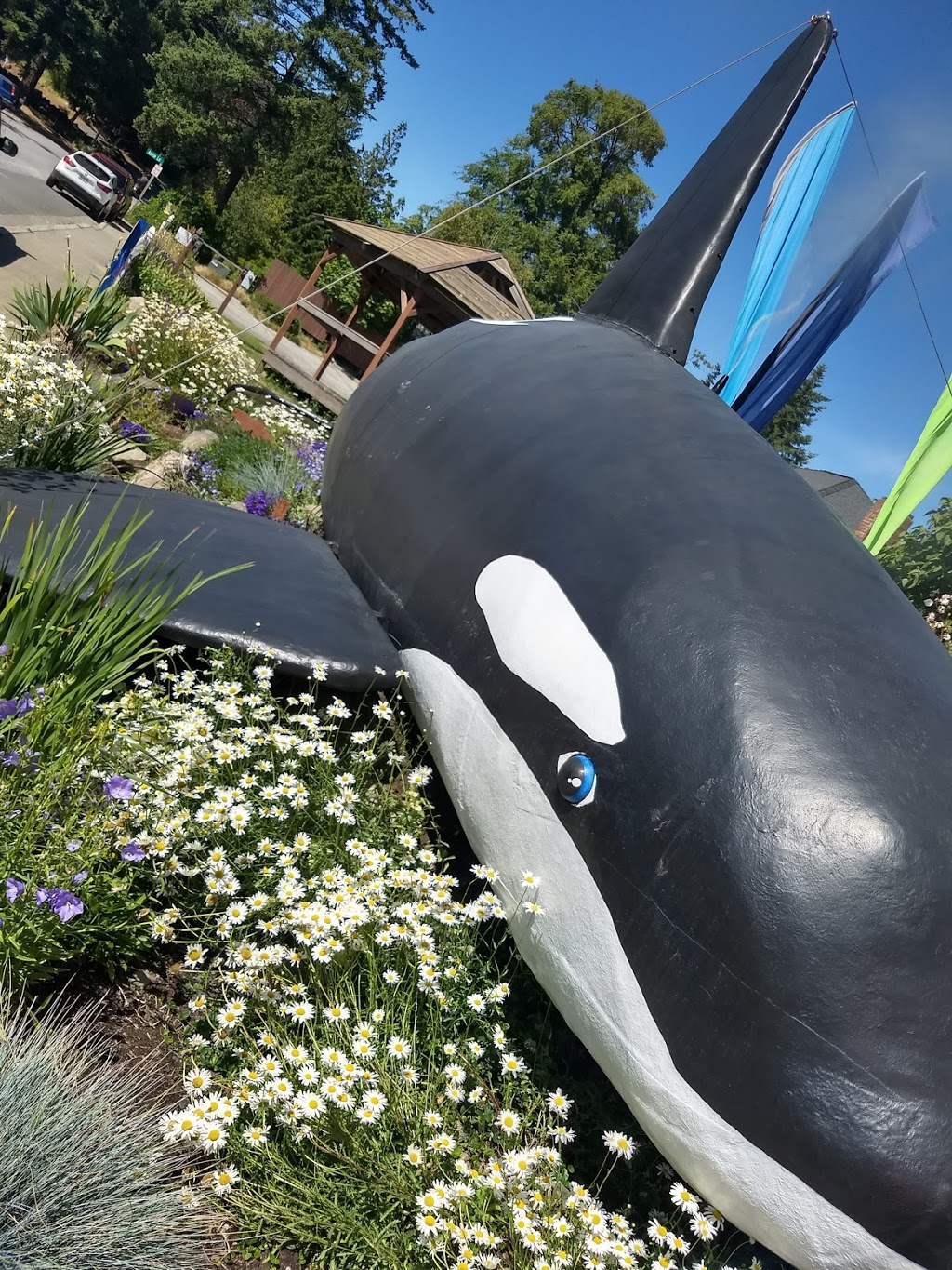 Orcas W.I.L.D. | 414 N Beach Rd, Eastsound, WA 98245, USA | Phone: (360) 376-3411