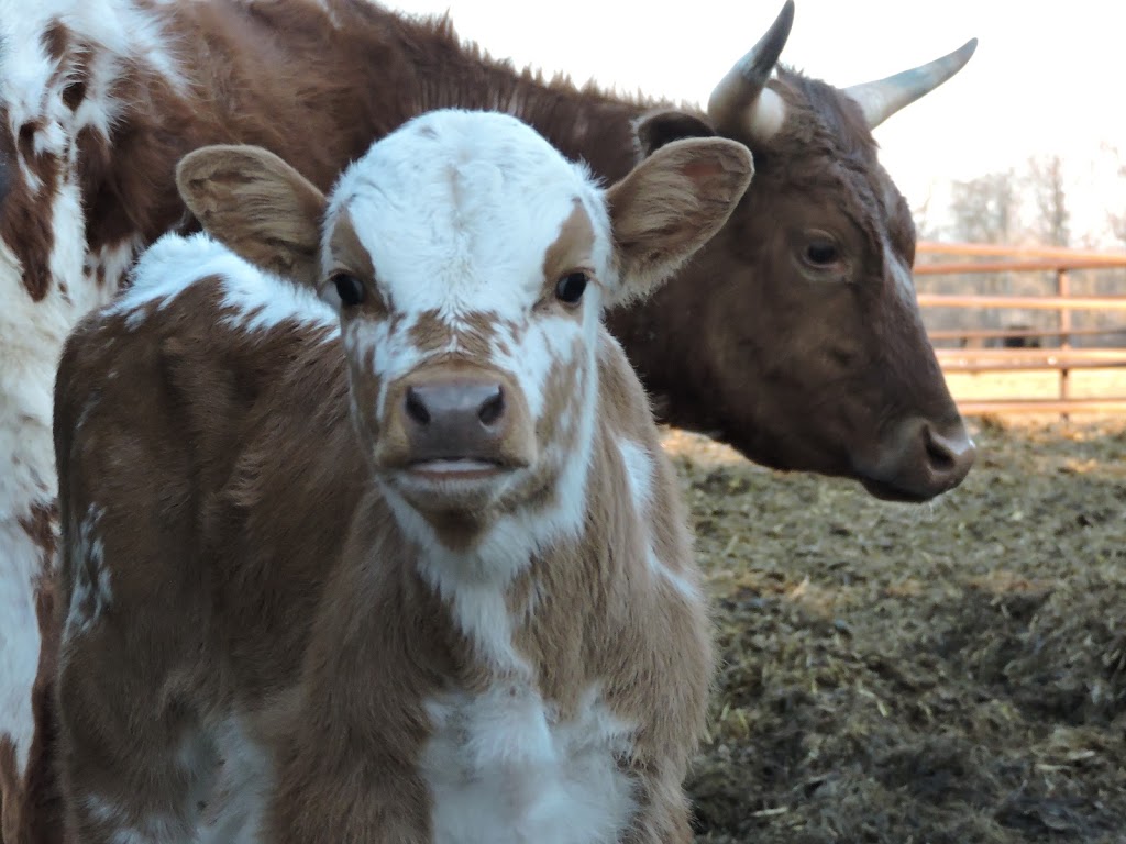 Plett Cattle + Performance Horses | Wiebe Rd, Grunthal, MB R0A 0R0, Canada | Phone: (204) 371-1431