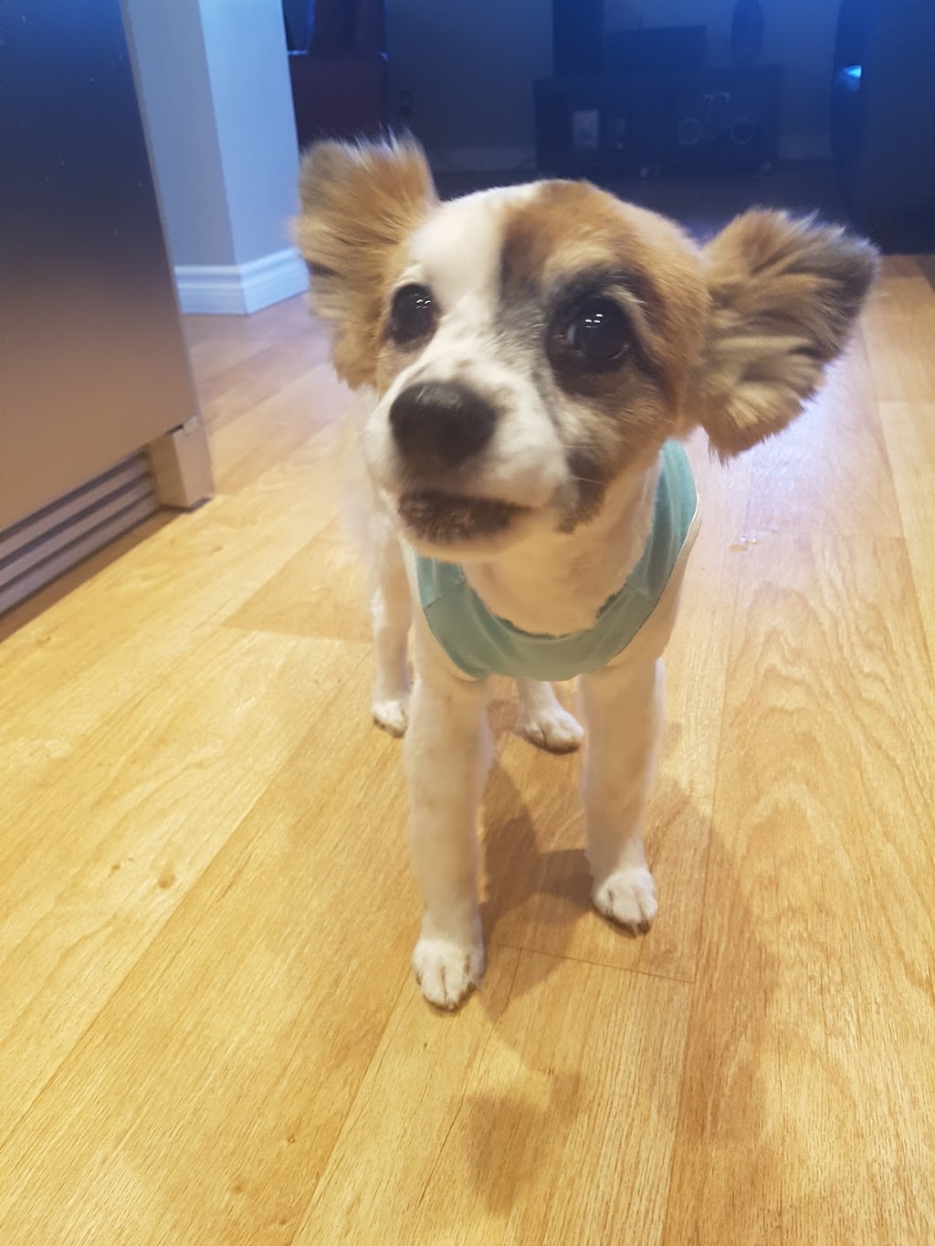 Green Dog Pet Grooming The | 1863 Ness Ave A, Winnipeg, MB R3J 0Y5, Canada | Phone: (204) 888-3647