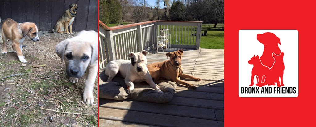 Bronx and Friends - Canadas Dog Whisperer | 2543 Innisfil Beach Rd, Innisfil, ON L9S 4C1, Canada | Phone: (705) 436-4545