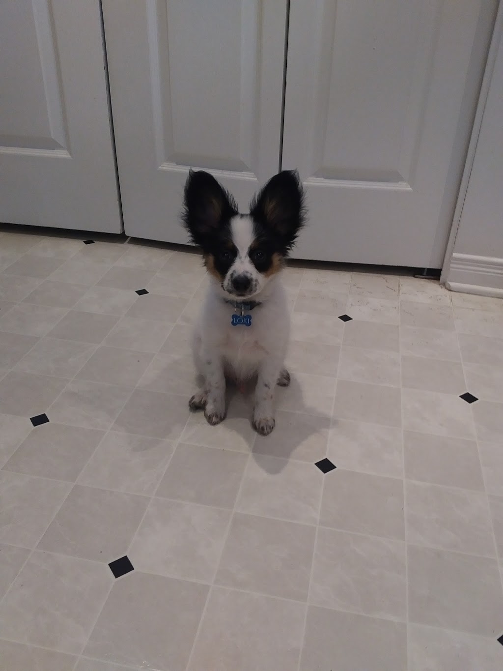 Beechwood Animal Hospital | 266 Beechwood Ave, Vanier, ON K1L 8A6, Canada | Phone: (613) 748-9820