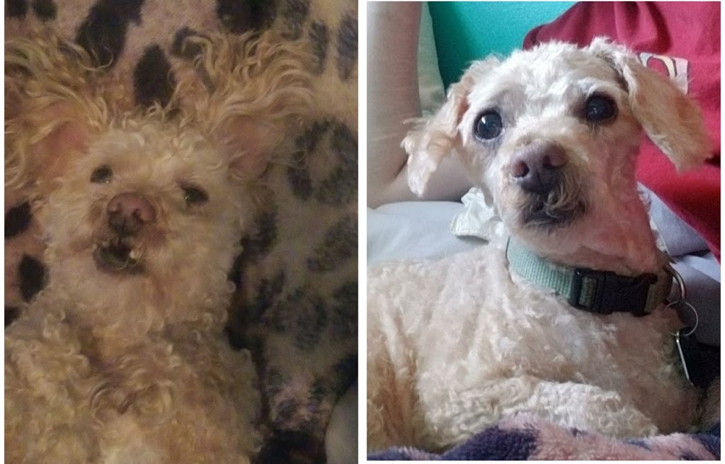 Kenzies Dog Grooming | 47 St Charles Pl, Amherstburg, ON N9V 3J8, Canada | Phone: (519) 300-5344