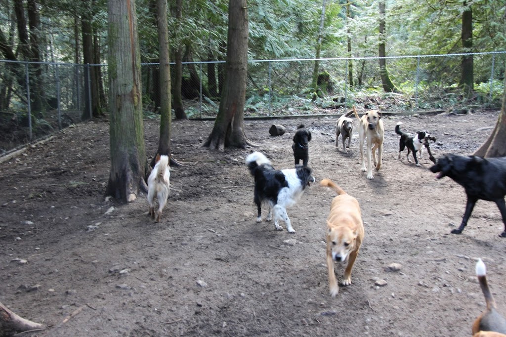 Happy Tails Dog Daycare | 2285 Sylvester Rd RR 2, Shawnigan Lake, BC V0R 2W2, Canada | Phone: (250) 743-9897