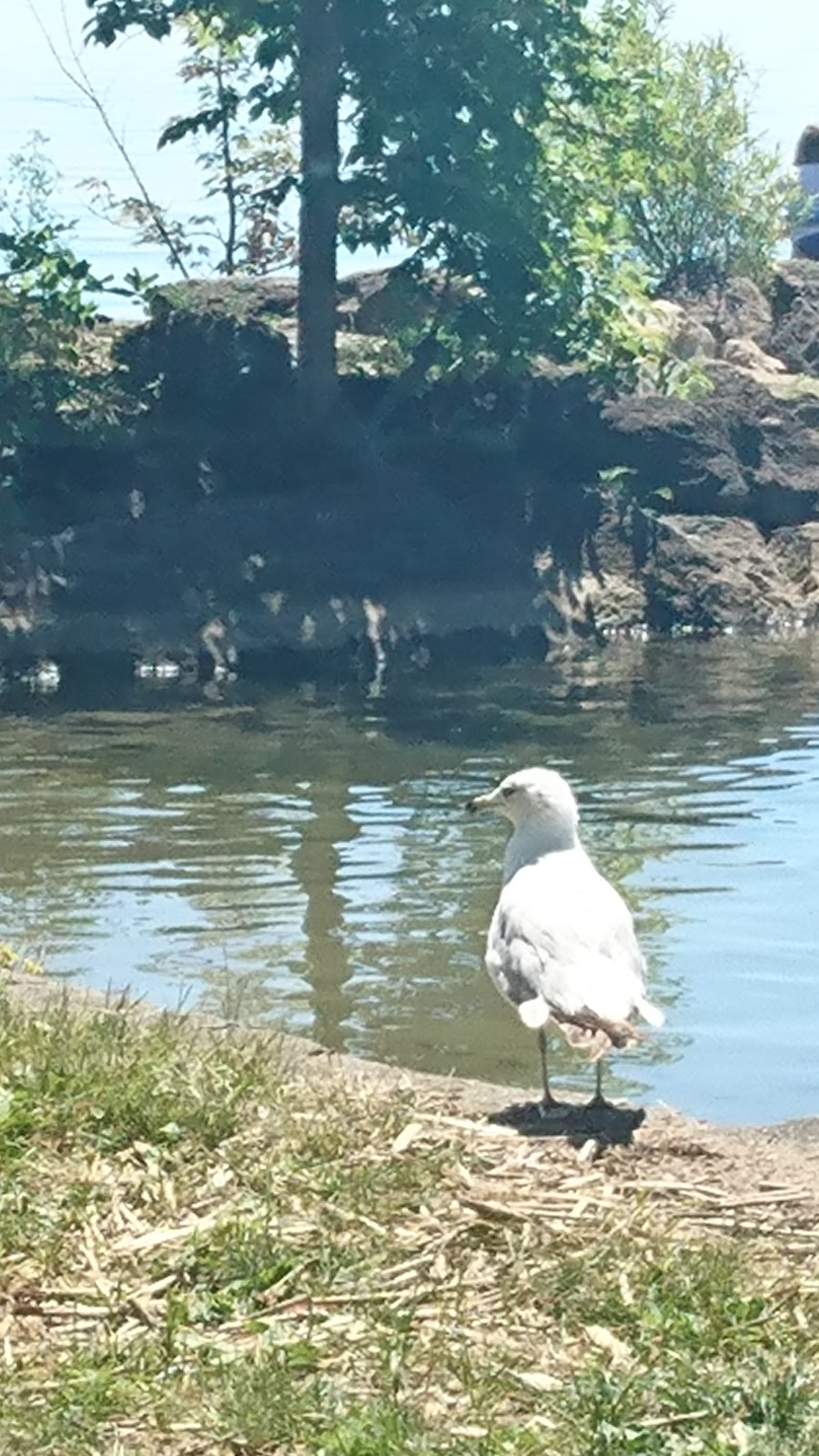 Browns Bay Park | Thousand Islands Pkwy, Mallorytown, ON K0E 1R0, Canada | Phone: (613) 923-5087