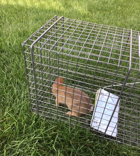 Gunning Wildlife Removal & Pest Control | 124 Ottawa Ave, Woodstock, ON N4T 0H9, Canada | Phone: (519) 421-2677