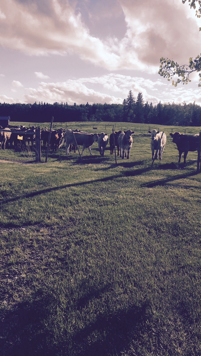 Our Guest House | RR2, Westerose, AB T0C 2V0, Canada | Phone: (780) 361-8744
